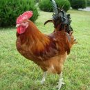 터골농장 이미지