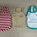 강아지 뷰티 이미지