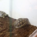 정글스토어 이미지