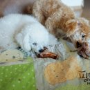 쉐프의 수제간식 이미지