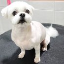 코아루 애견 이미지