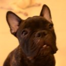 러비도기 이미지