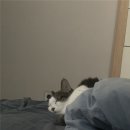 정원의료기 | 정원의료기 온열 찜질매트 사용후기 고양이 내돈내산