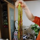 여수갓김치 은자네김치 돌산갓김치 택배 후기!