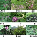 싸리나무(Lespedeza bicolor Turcz/싸리나무순)의 효능 이미지