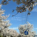 꽃길만 걷게 해줄'개' | Vol.40 (벚)꽃길만 걷게 해줄게🌸