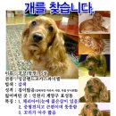 강아지 찾는방법(안타까운 마음에 올립니다.) 이미지