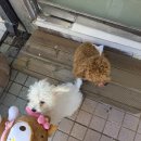강아지 미용 | [허니테일] 강아지 미용후기
