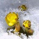 대지(大地)의 꿈 이미지