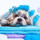 강아지 미용 이미지