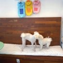 유로당 | 목포수제간식 전문점 :: 목포강아지간식 &lt;유로당&gt; 4살 말티푸 브이로그, 수제간식 먹방