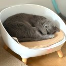 펫드리머 (강아지/고양이) 사계절 냉 난방 침대 내돈내산 솔직후기