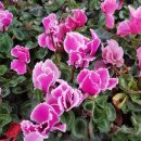 희영농장 이미지