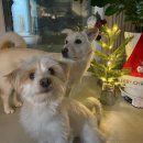 파핑파우 이미지