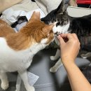 토루 | 고양이 신장 건강 닥터토루 트릿 후기