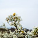 안흥농장 이미지