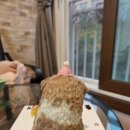 멍이냥식 이미지