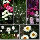 [﻿4월 22일 탄생화] 과꽃(China Aster) : 믿음직한 사랑 이미지