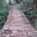 명품소나무길 이미지