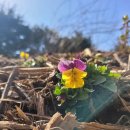 제내농장 이미지