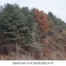 주식회사 소나무처럼 이미지