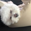 안면애견펜션프리독 이미지