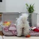 유지네 애견미용샵 | 파주 다율동 애견미용 행복카댕 후기, 비숑 곰돌이컷 얼굴컷 + 몸 전체 클리핑