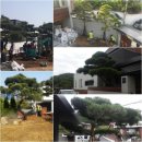 큰소나무농장 이미지