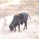 달마축산 이미지