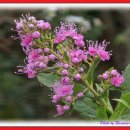 강림농장 이미지