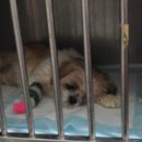 벳케어 동물병원 이미지