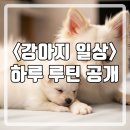 강아지의 하루 | 강아지의 하루 루틴 공개!