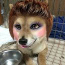 개이뻐 이미지