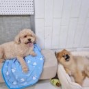 애견호텔 몽몽 이미지