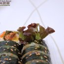 동래얼쑤김밥