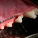 보드미동물병원 이미지