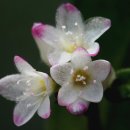 작은꽃지천 오마이뉴스