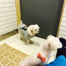 루피 하임