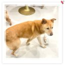 아이조아 요양보호소 서울점 | 의정부강아지파양 안심되는 보호소 아이조아보호소에