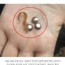 “강아지 간식에 수은 전지가”…반려견 테러에 성동구 발칵 이미지