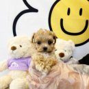 베베독 강아지분양 대구본점 이미지