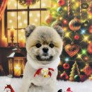 구미산동 애견미용 눈부시개 이미지