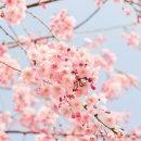 약초와 건강 이미지