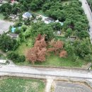 소나무푸드 이미지