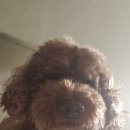 몽그라미펫 이미지