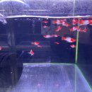 꿈나무 열대어 이미지