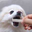 건 덴탈 이미지