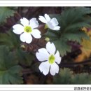 앵초 이미지