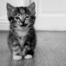 고양이발 이미지