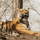 승진목장 | 착호갑사_ 호랑이 잡는 특수부대